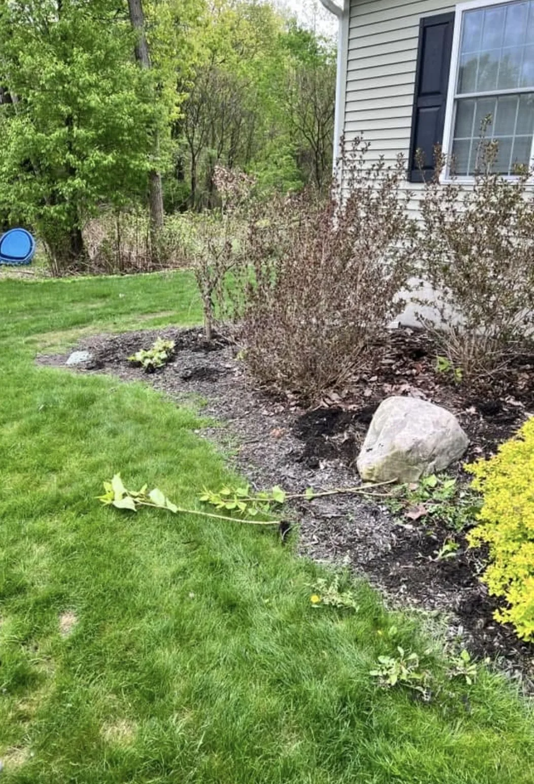 Landscape bed before cleanup